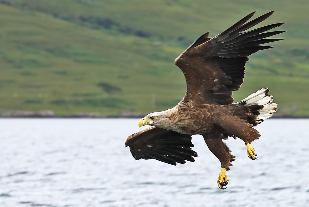 white-tailed eagle